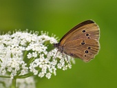 सफेद फूल पर तितली (Coenonympha)