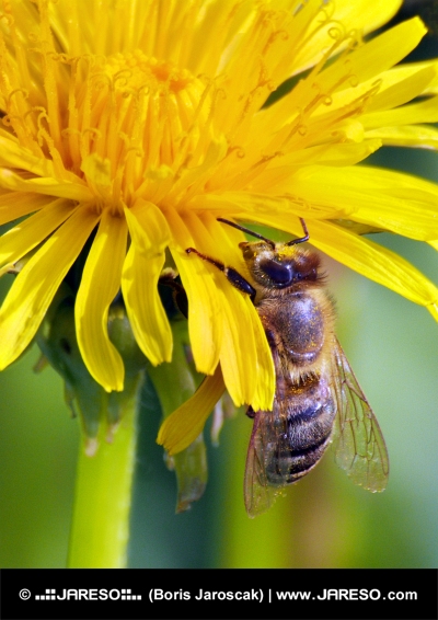 Sárga virágon beporzó méh
