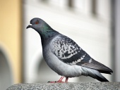 Rock Dove vagy a közös Pigeon