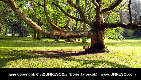 Abstract concept of effective SEO portrayed by huge tree with many branches.