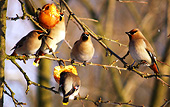 We leave apples on our trees, so birds can enjoy them in the winter.