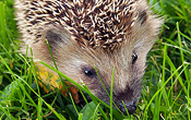 I am happy that we have hedgehogs in our garden again this summer!