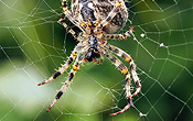 Don’t look at this photo if you suffer from arachnophobia! ;)