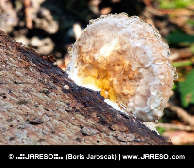 Un fungo in decomposizione del legno ricoperto di umidità