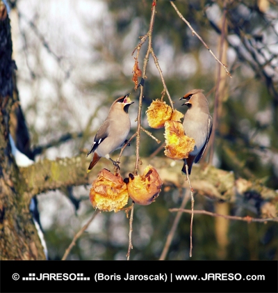 Piccoli uccelli che si nutrono di frutta