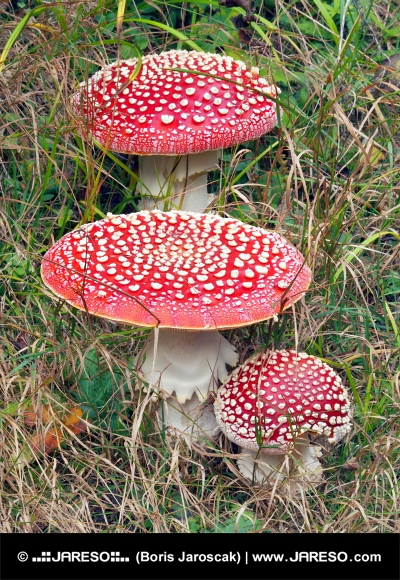 Funghi rossi (Amanita muscarias) in erba