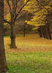 Parco in autunno con foglie sotto gli alberi