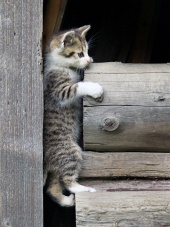 Gattino soriano che si arrampica su tronchi di legno