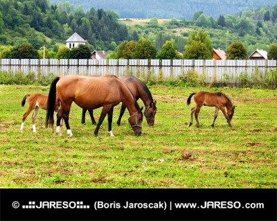 村の近くの牧草地で彼らの若い馬の放牧を持つ2つの牝馬