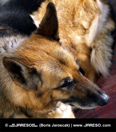 ジャーマンシェパード犬の肖像