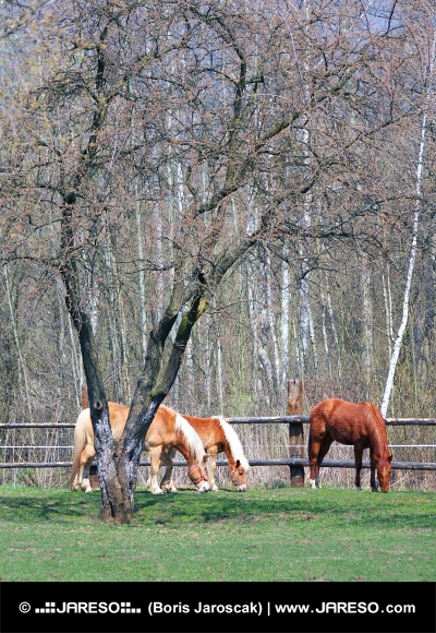 フィールド内の馬の放牧