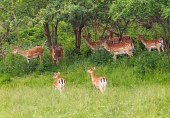 緑の牧草地での休閑鹿の群れ