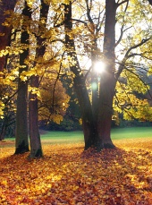太陽と秋の木