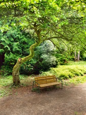 公園内のツリーの下にベンチ
