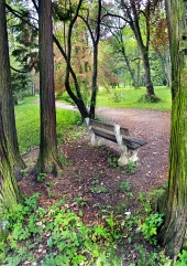 緑豊かな公園のベンチ