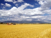 スロバキアでの小麦の収穫