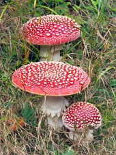 草の中に赤いtoadstools （テングタケmuscarias ）
