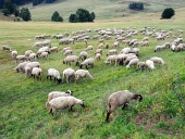 スロバキア草原に羊の放牧
