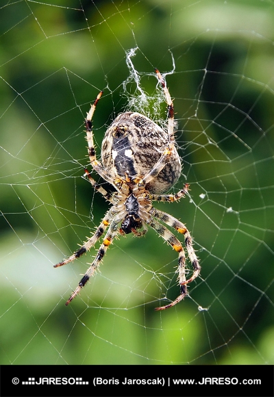 Een close-up van een spin die zijn web weeft