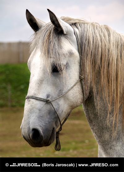 Portret van het witte paard