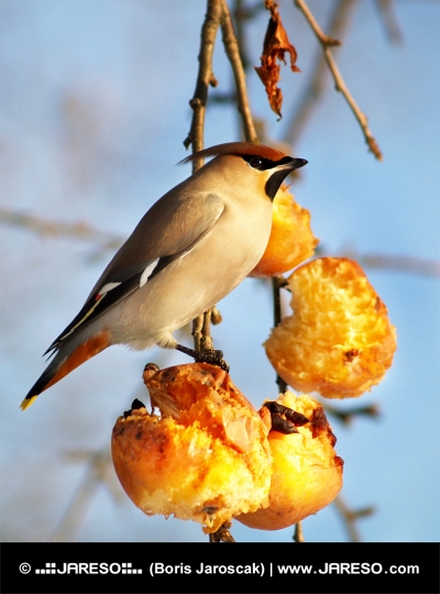 Een hongerige vogel die appels eet