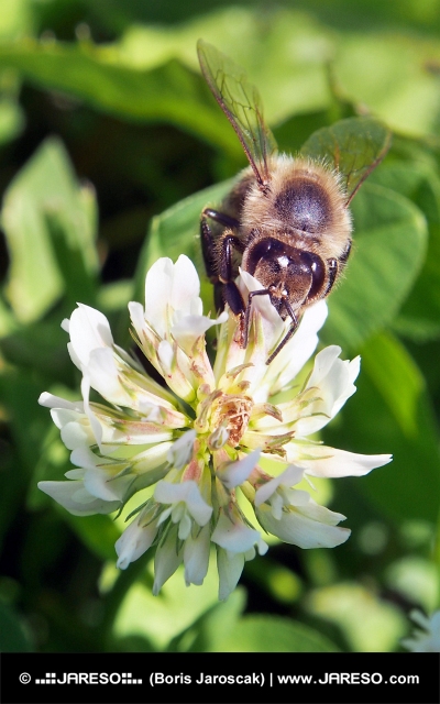 Bijen bestuivende bloem