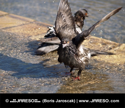 Close-up van twee duiven die een bad nemen in een fontein