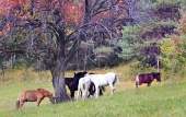 Paarden grazen in het veld