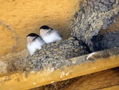 Twee vogels in nest