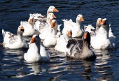 Groep ganzen in het water