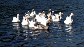 Troep van ganzen in het water