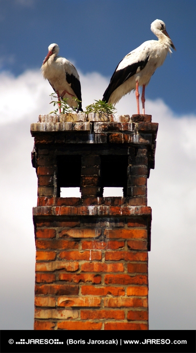 Closeup dwóch bocianów na kominie