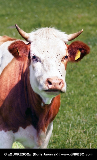Portret krowy mleko