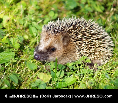 Hedgehog na zielonej trawie