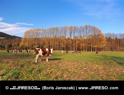 Krowy na polu jesienią
