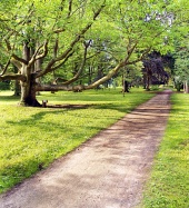 Park i bardzo stare drzewo