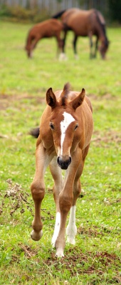Młoda running źrebię i innych wypasu konie w tle