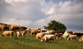 Krowy na łące podczas jesiennej pochmurne dni