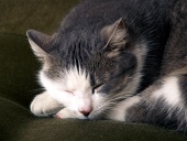 Detaliu al unei pisici alb-negru care doarme pe canapea