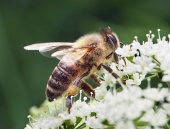 Detaliu al unei albine care colectează polen pe o floare albă