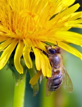 Albină care polenizează pe o floare galbenă