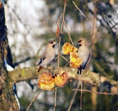 Păsări mici care se hrănesc cu fructe