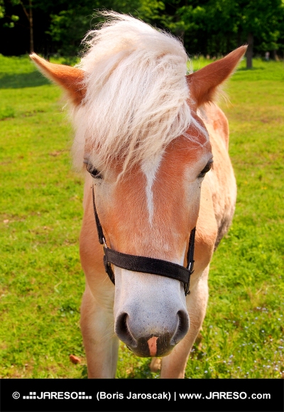 Молодая лошадь на зеленом поле