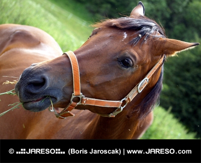 Портрет лошади, поедающей траву