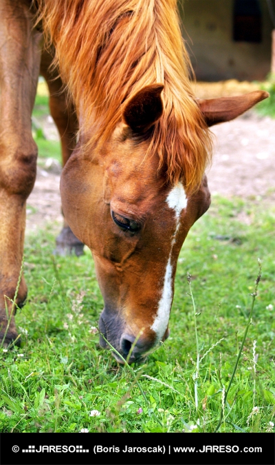 Лошадь ест траву