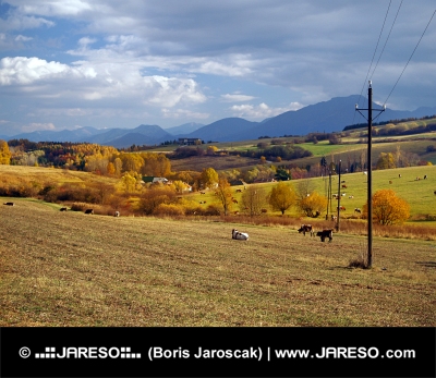 Коровы пасутся возле Бобровника, Словакия