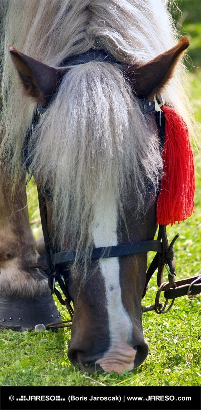 Лошадь с красной розеткой