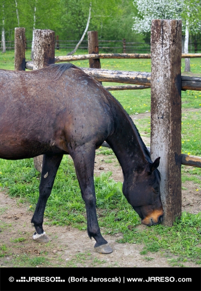 Черная лошадь ест траву на ранчо