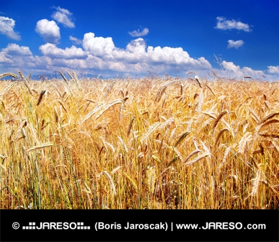 Золотая пшеница и голубое небо на заднем плане