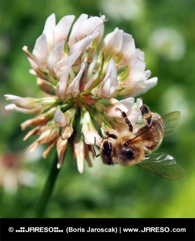 Пчела опыляет цветок клевера